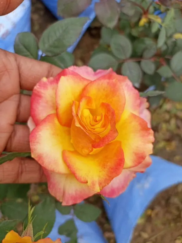 COMBO_COLOUR_ROSE_PLANR_HYBRID