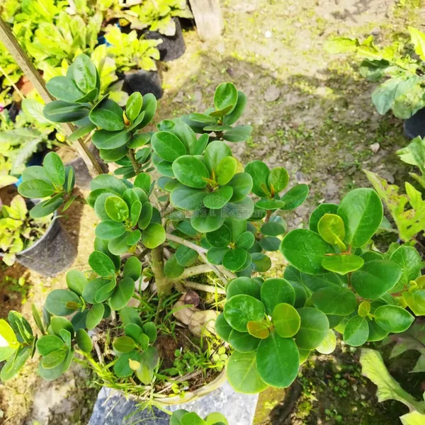 Chinna_Bot_Plant_For_Your_Home_And_Garden_Area