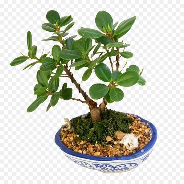 Chinna_Bot_Plant_For_Your_Home_And_Garden_Area