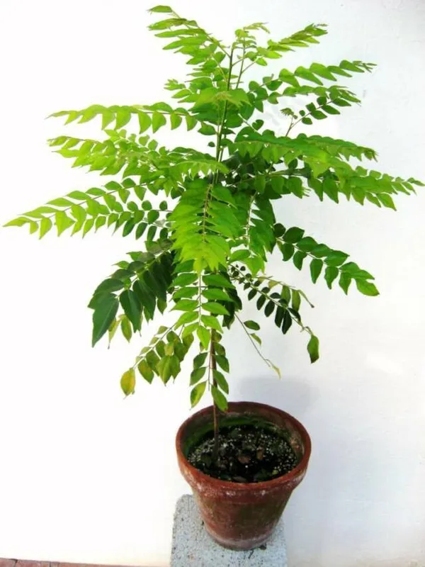 Hybrid_Curry_Leaf_Plant_|_For_Home_Garden