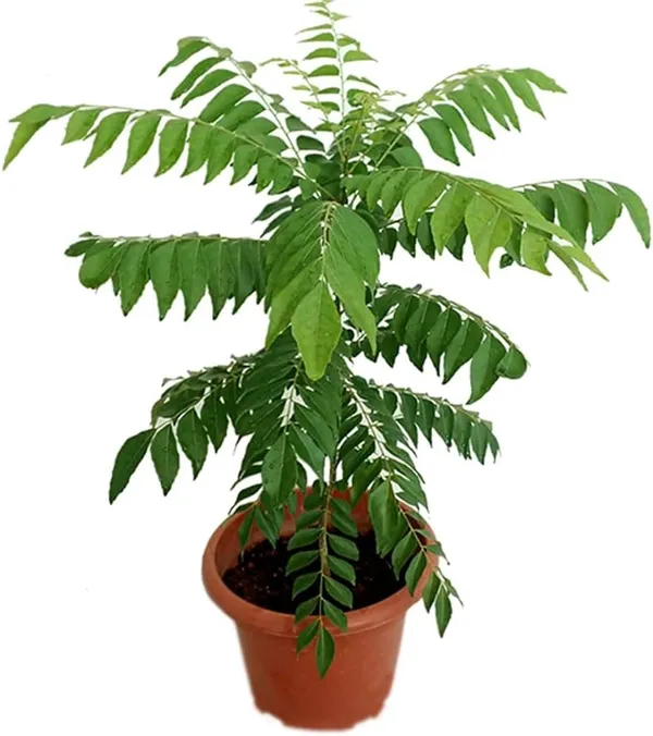 Hybrid_Curry_Leaf_Plant_|_For_Home_Garden