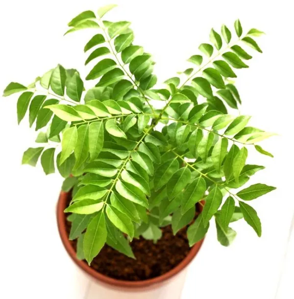 Hybrid_Curry_Leaf_Plant_|_For_Home_Garden