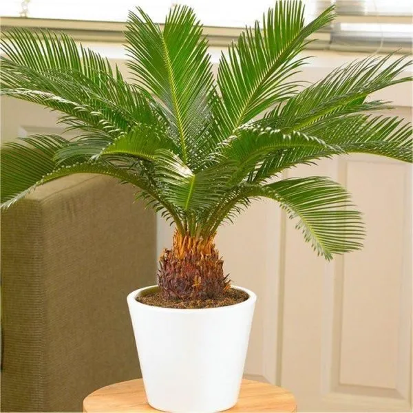 Cycas_Plant_Hybrid_For_Your_Home_And_Garden_Area