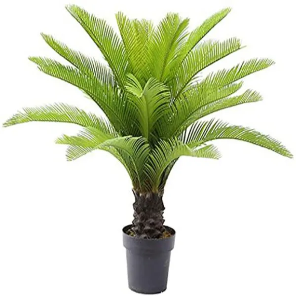 Cycas_Plant_Hybrid_For_Your_Home_And_Garden_Area