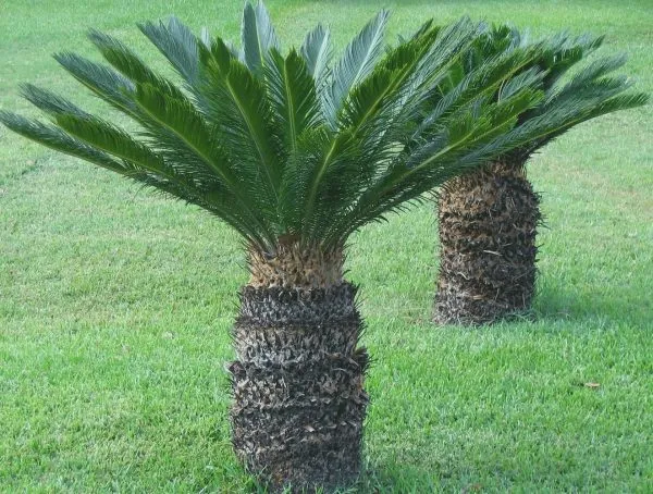 Cycas_Plant_Hybrid_For_Your_Home_And_Garden_Area