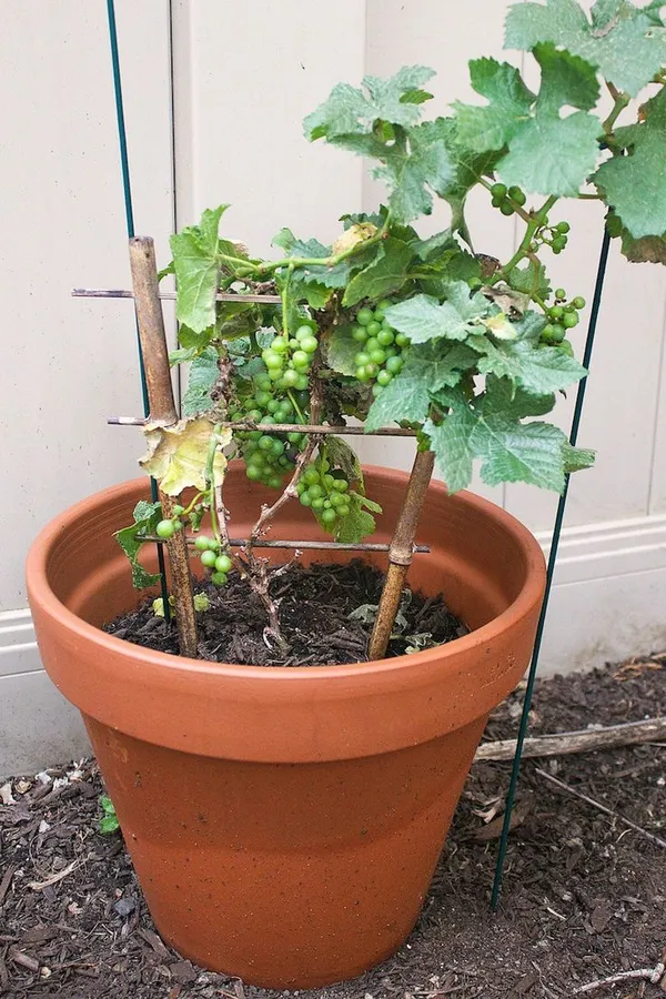 Grapes_Green_Seedless_Hybrid_Thai_Variety_(Pack_Of_3)
