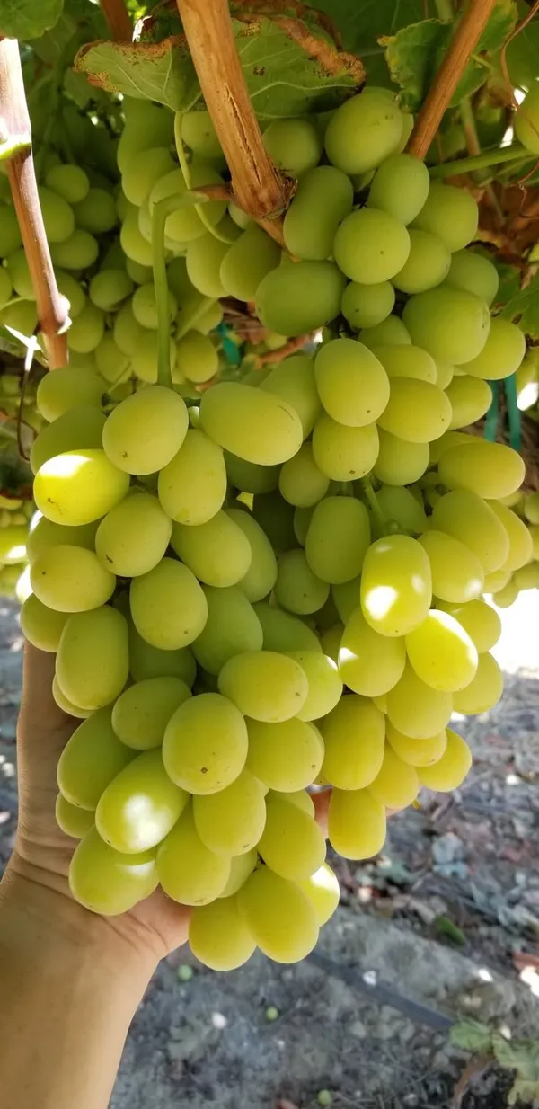 Grapes_Green_Seedless_Hybrid_Thai_Variety_(Pack_Of_3)
