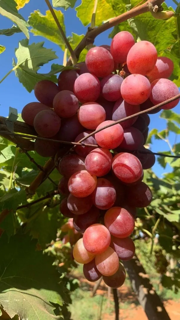 Grapes_Green_Seedless_Hybrid_Thai_Variety_(Pack_Of_3)