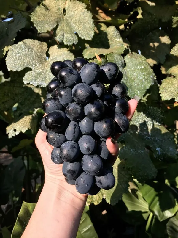 Grapes_Green_Seedless_Hybrid_Thai_Variety_(Pack_Of_3)