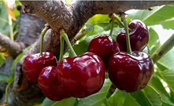 Cherry_Fruit_Plant_Hybrid_Verity