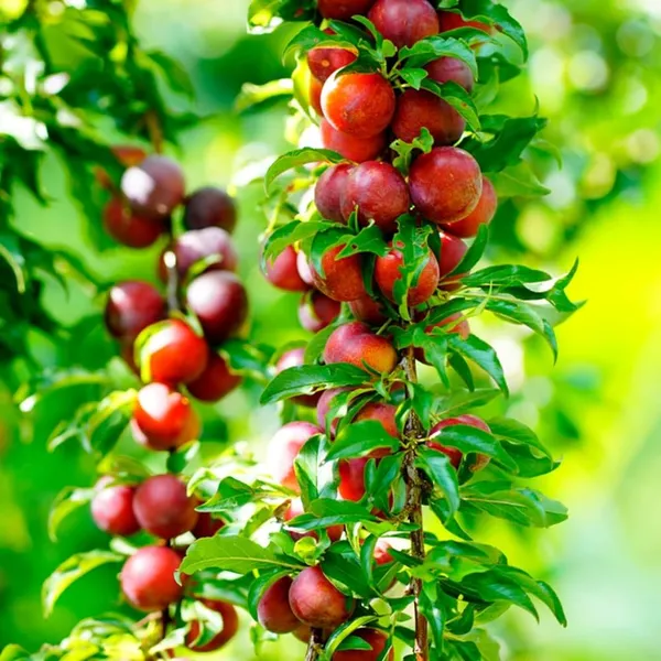 Cherry_Fruit_Plant_Hybrid_Verity
