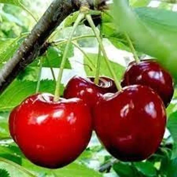 Cherry_Fruit_Plant_Hybrid_Verity