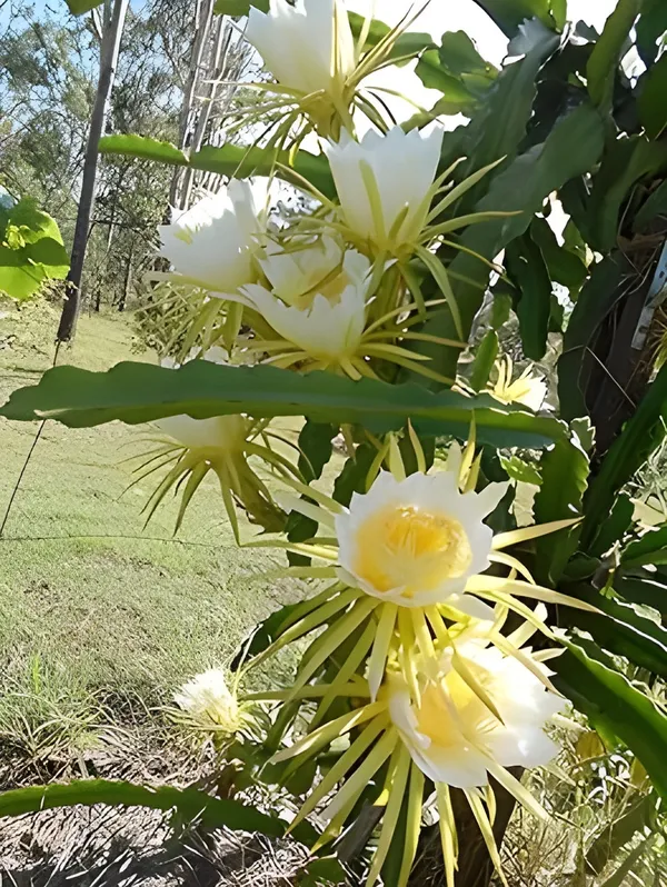 Dragon_Tree_(Hybrid)