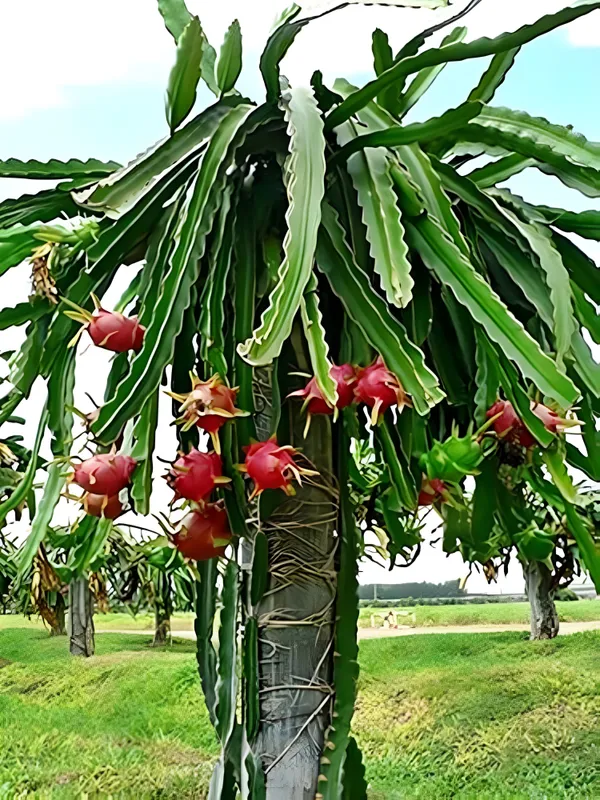 Dragon_Tree_(Hybrid)
