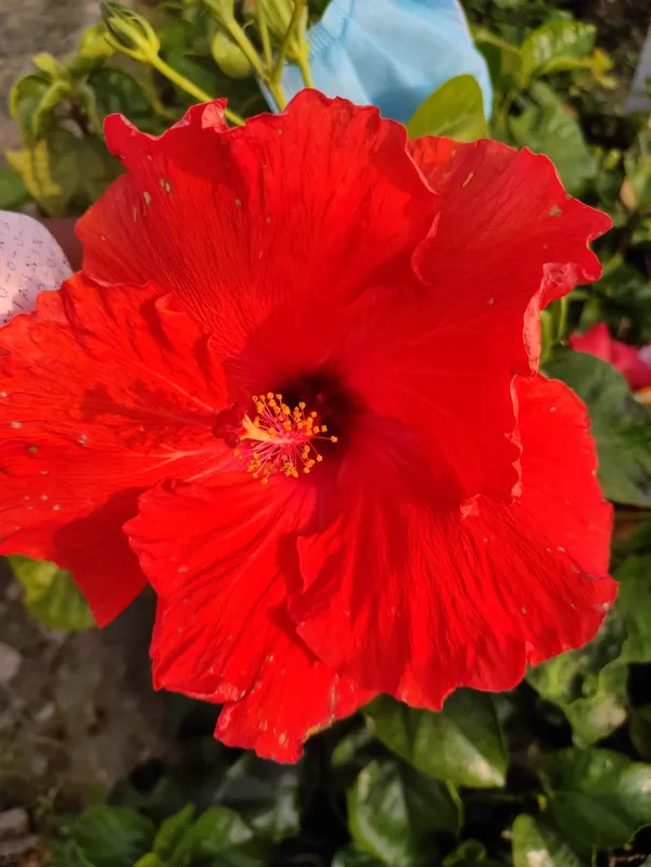 Deep_Red_Hibiscus_Plant_|_For_Home_Garden