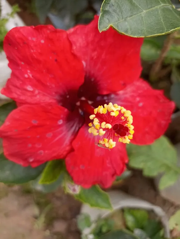 Deep_Red_Hibiscus_Plant_|_For_Home_Garden