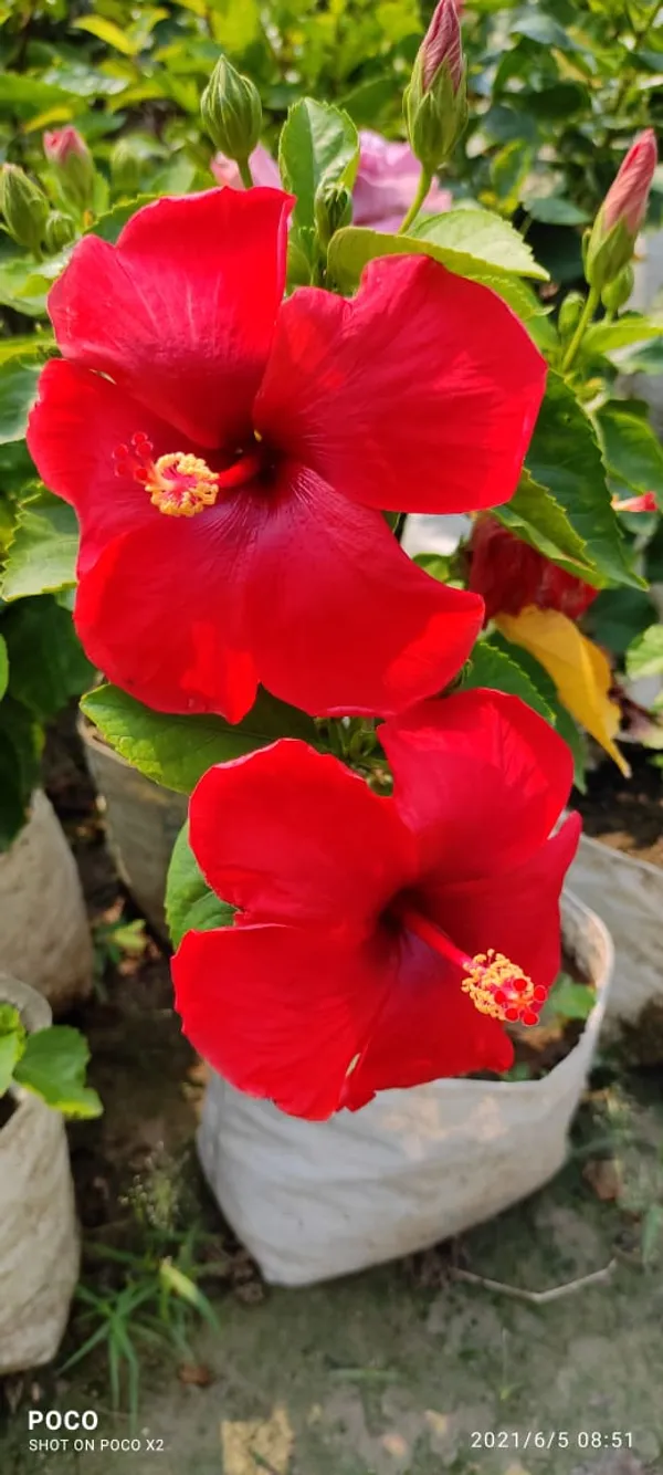Deep_Red_Hibiscus_Plant_|_For_Home_Garden