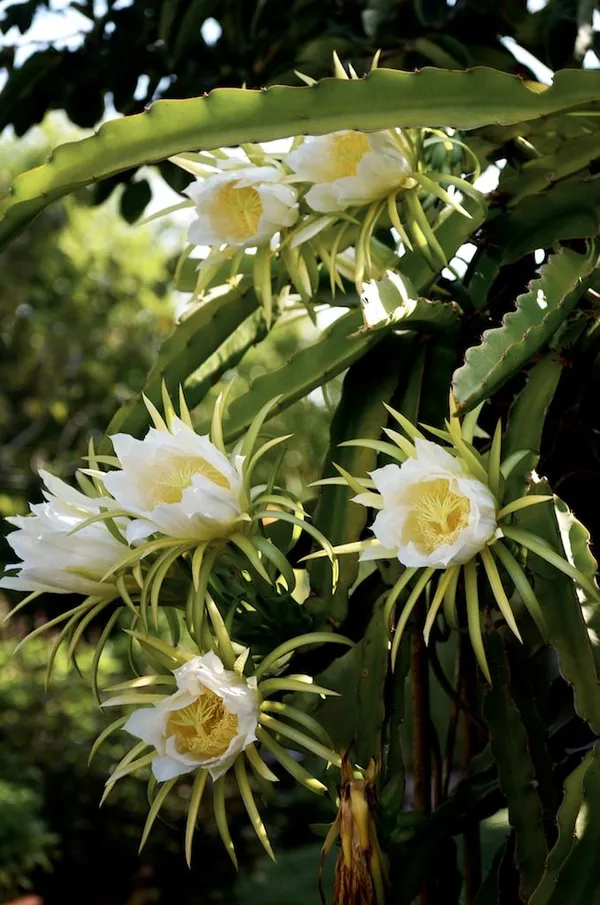 Dragon_Fruit_Plant_(Pack_Of_3)