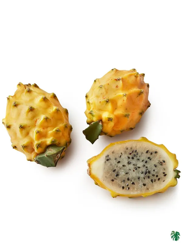 Dragon_Fruit_Plant_Hybrid_Variety