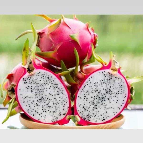 Dragon_Fruit_Plant_Hybrid_White