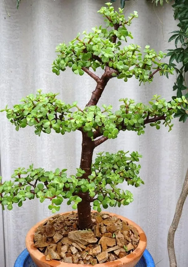 Jade_Plant_(Hybrid)