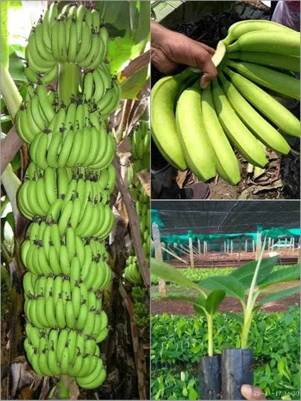 G9_Banana_Fruit_Plant_Tree(Hybrid)