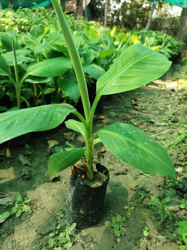 G9_Banana_Fruit_Plant_Tree(Hybrid)