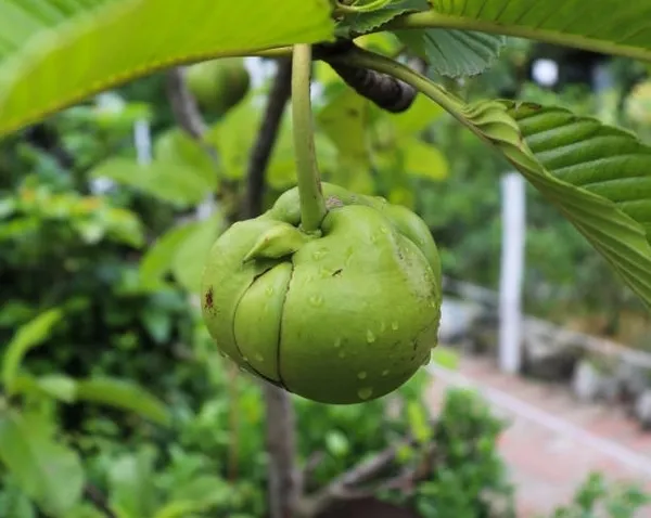 Elephant_Apple_Plant_(Hybrid)