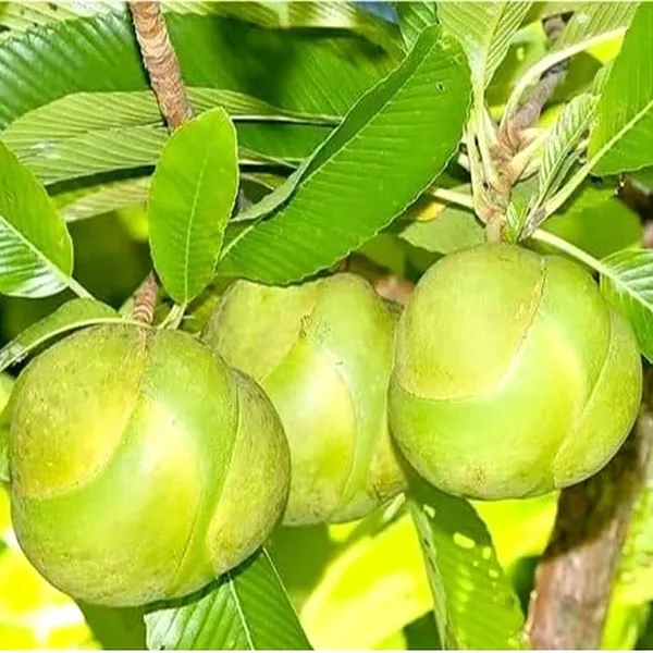 Elephant_Apple_Plant_(Hybrid)
