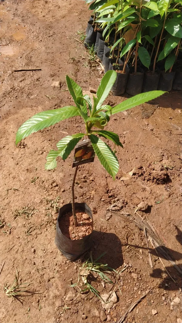 Elephant_Apple_Plant_(Hybrid)