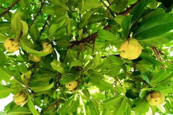 Elephant_Apple_Plant_(Hybrid)