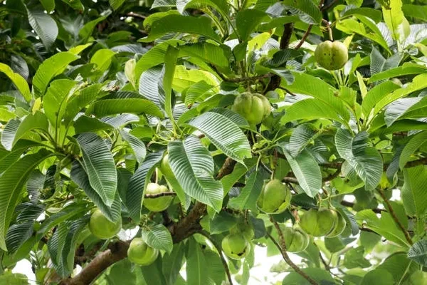 Elephant_Apple_Plant_(Hybrid)