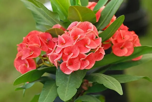 Euphorbia_Plant_(Hybrid)
