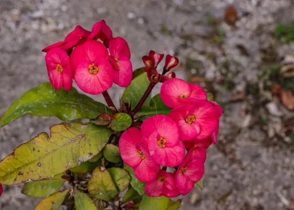 Euphorbia_Plant_(Hybrid)
