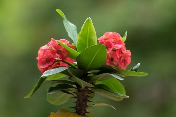 Euphorbia_Plant_(Hybrid)