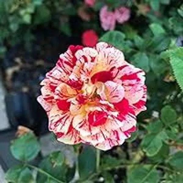 Rose_Plant_(Hybrid)