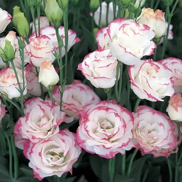 White_&_Pink_Lisianthus_Flower_Plant