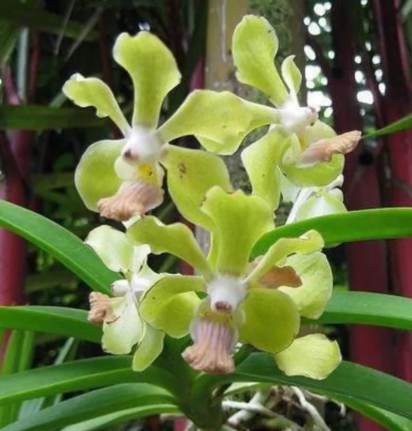 Orchid_Plant_(Hybrid,_Pack_Of_1)