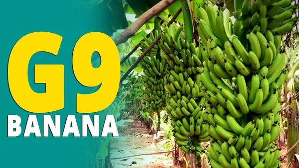 G9_Banana_Fruit_Plant&Tree(HYBRID)
