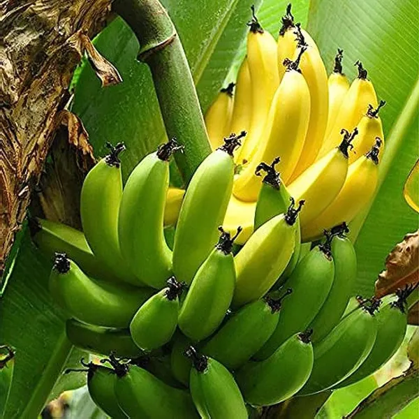 G9_Banana_Fruit_Plant_Tree(Hybrid)