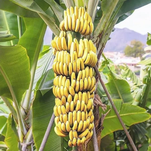 G9_Banana_Fruit_Plant_Tree(Hybrid)