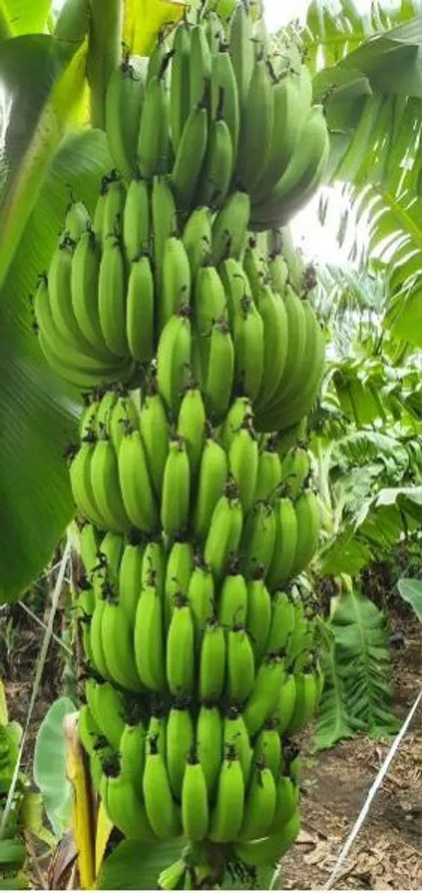 G9_Banana_Fruit_Plant_Tree(Hybrid)