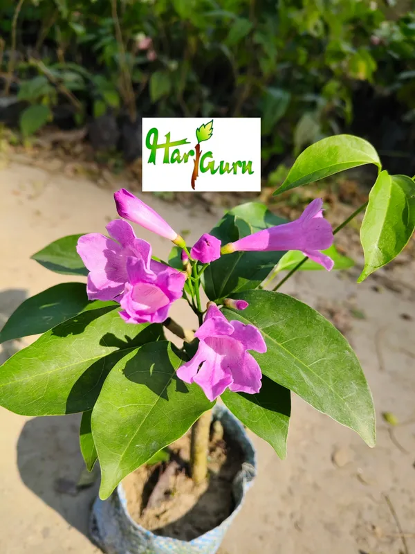 Garlic_Vine_Plant_(Hybrid)