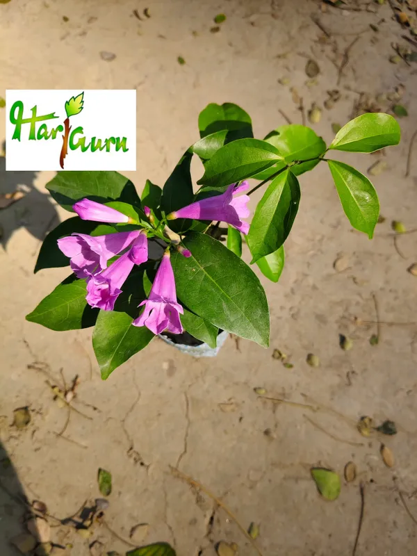 Garlic_Vine_Plant_(Hybrid)