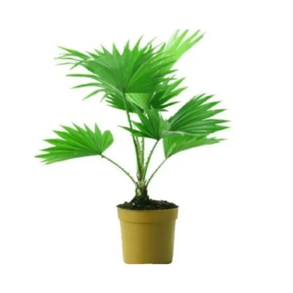Hitfix_China_Plan_For_Your_Home_And_Garden_Area