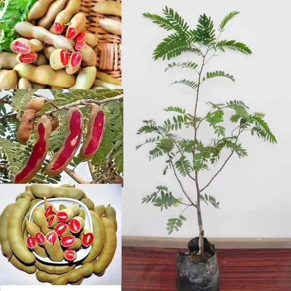 Green_Sweet_Tamarind_Plant_|_All_Time_Dwarf_And_Hybrid