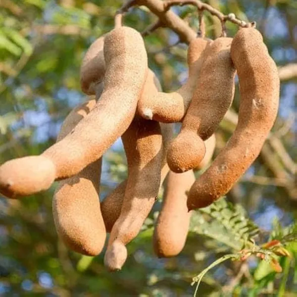 Green_Sweet_Tamarind_Plant_|_All_Time_Dwarf_And_Hybrid