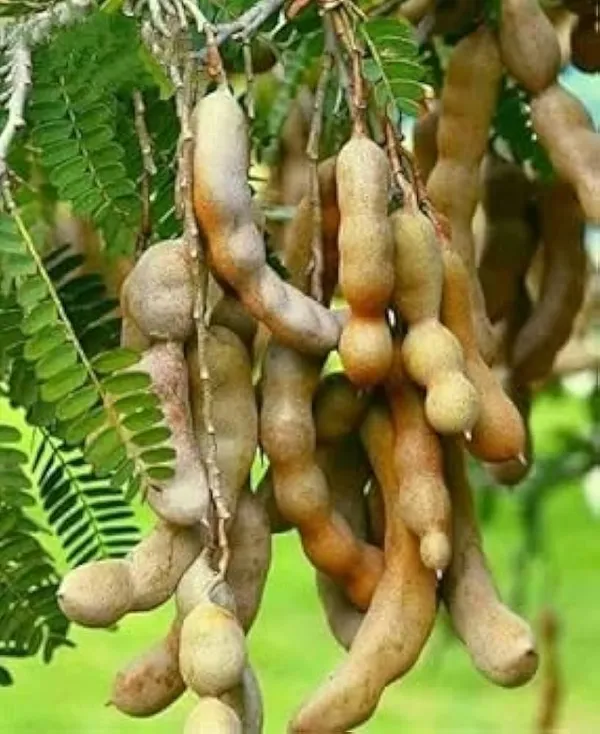 Green_Sweet_Tamarind_Plant_|_All_Time_Dwarf_And_Hybrid