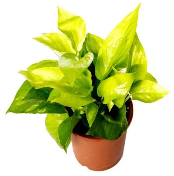 Golden_Money_Plant_(Hybrid3)