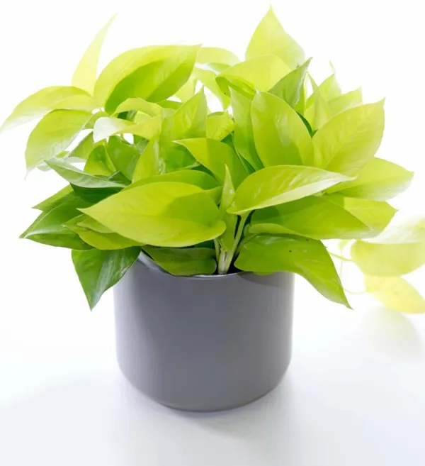 Golden_Money_Plant_(Hybrid3)
